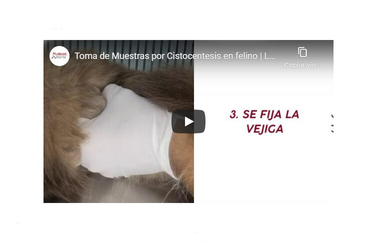 Toma de Muestras por Cistocentesis en felino